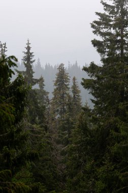 Karpat Dağları 'nın Gorgany bölgesindeki yaz ormanı manzarası, Ukrayna