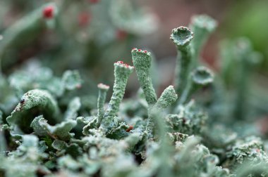 İngiliz askerleri liken (Cladonia cristatella), Ukrayna 'nın Karpat Dağları' nın Gorgany bölgesinde yetişiyor.