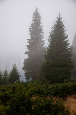 Karpat Dağları 'nın Gorgany bölgesindeki yaz ormanı manzarası, Ukrayna