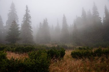 Karpat Dağları 'nın Gorgany bölgesindeki yaz ormanı manzarası, Ukrayna