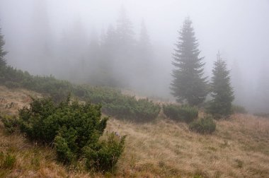 Karpat Dağları 'nın Gorgany bölgesindeki yaz ormanı manzarası, Ukrayna