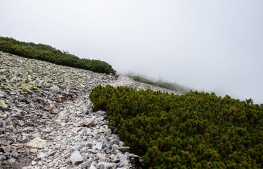Karpat Dağları 'nın Gorgany bölgesinde yaz manzarası, Ukrayna