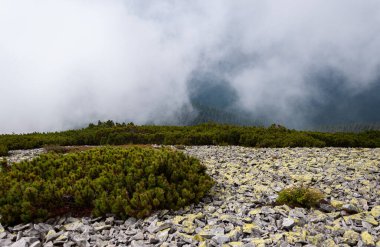 Karpat Dağları 'nın Gorgany bölgesinde yaz manzarası, Ukrayna