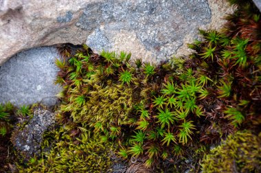 Ukrayna 'nın Karpat Dağları' nın Gorgany bölgesinde yaz ladin ormanlarında yaygın saç kepi yosunu (Polytrichum komünü) yakın çekim