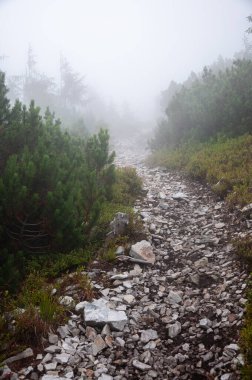 Karpat Dağları 'nın Gorgany bölgesinde yaz manzarası, Ukrayna