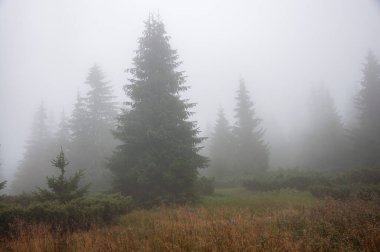 Karpat Dağları 'nın Gorgany bölgesindeki yaz ormanı manzarası, Ukrayna