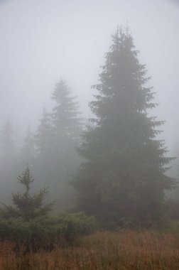 Karpat Dağları 'nın Gorgany bölgesindeki yaz ormanı manzarası, Ukrayna