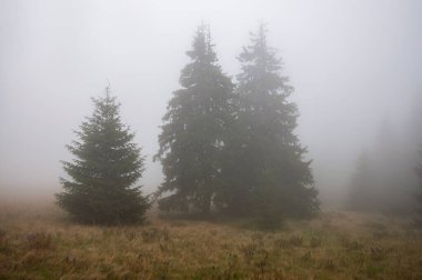 Karpat Dağları 'nın Gorgany bölgesindeki yaz ormanı manzarası, Ukrayna