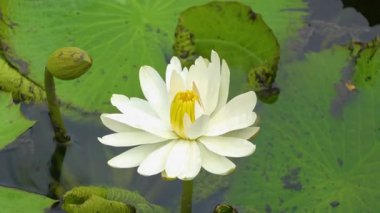 Güzel, beyaz bir nilüfer çiçeği durgun suyun yüzeyinde gün ortasında açık mavi gökyüzünün altında canlı yeşil zambaklarla çevrili bir şekilde büyür. 