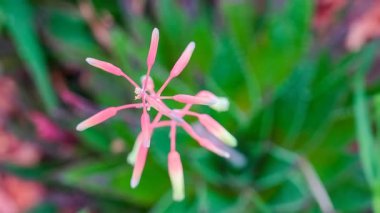 Göz alıcı pembe ve yeşil bir çiçek canlı yeşil yaprakların arasında güneşli bir günde sergilenen huzurlu bir bahçede narin yapraklarını sergiliyor. 