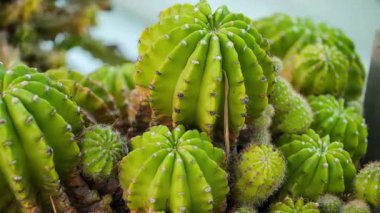 Bir kaç yeşil kaktüs, parlak güneş ışığı altında parlak bir bahçede yuvarlak şekiller ve dokular oluşturur. Canlı renkleri göz alıcı bir doğal manzara yaratır. 