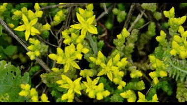 Bereketli yeşil çevreler bereketli sarı çiçekler sergiliyor güneşli bahar günü bu bitkilerin doğal güzelliklerini artırıyor manzaraya renk katıyor. 