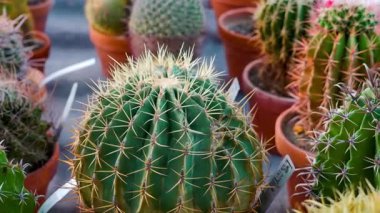 Çeşitli kaktüs türlerinin canlı bir koleksiyonu, iyi aydınlatılmış bir serada terakotta tencerelerinde sergilenmektedir. Dikenli dokular ve eşsiz biçimler, bu çöl bitkilerinin güzelliğini vurgular. 