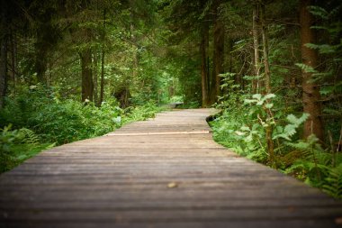 beautiful old wooden path in the forest, road through the forest