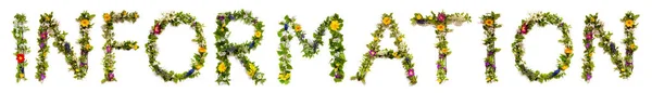 花文字の開花英語の単語情報を構築します 色とりどりの春と夏の花 白の隔離された背景 — ストック写真