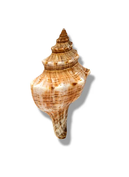 Duży Piękny Tropical Seashell Odosobnionym Tle Muszla Mięczaka — Zdjęcie stockowe