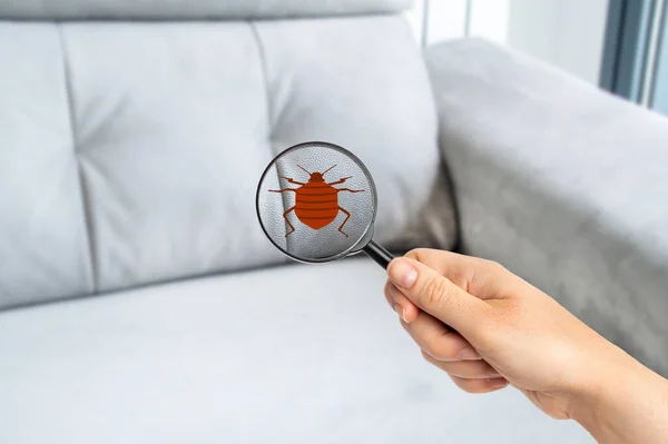 stock image Hand woman with magnifying glass detecting bugs in couch at home