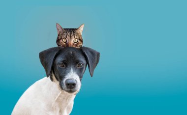 black and white dog portrait with a cat hiding behind in front of a blue background