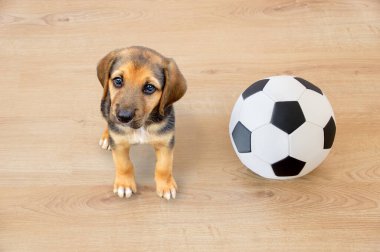 Köpek, futbol topuyla kameraya bakıyor. 