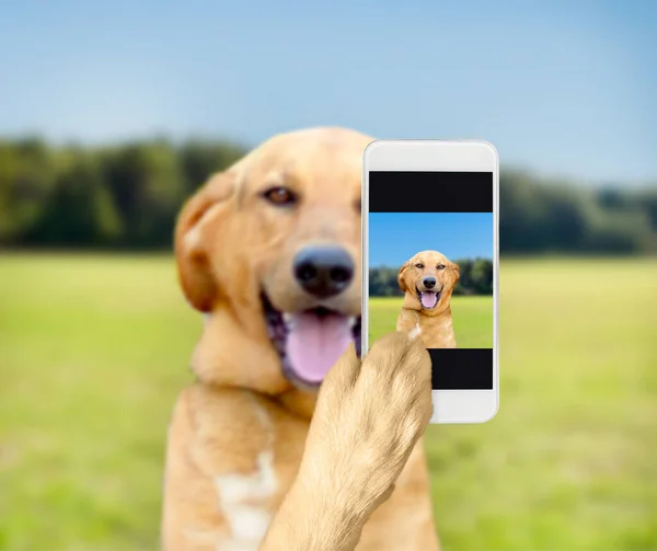 stock image Cute dog taking a selfie with a cell phone