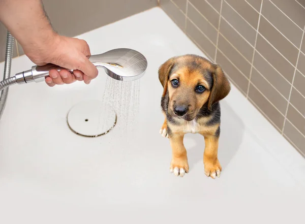 Mann Badet Seinen Hund Hause — Stockfoto