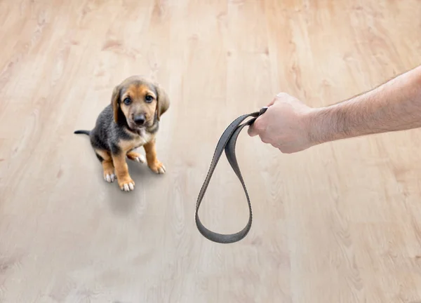 Verängstigter Hund Von Herrchen Hause Mit Gürtel Bedroht — Stockfoto