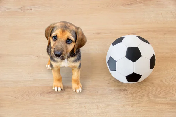 犬遊びとともにサッカーボールでカメラを見る — ストック写真