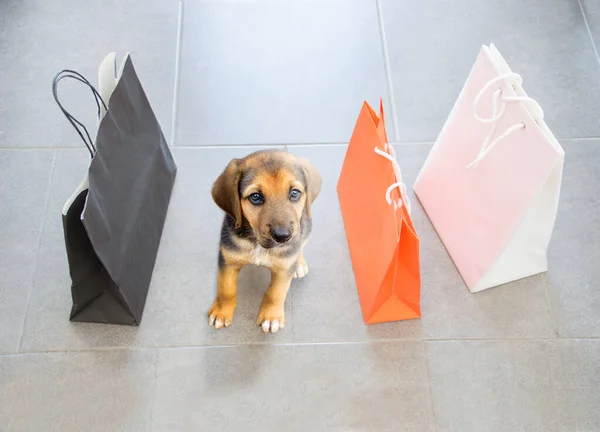 Close Een Prachtige Hond Winkelen Het Winkelcentrum Met Tassen Haar — Stockfoto