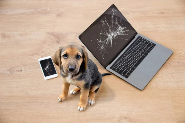 Dårlig Hund Sidder Revet Stykker Bærbare Computer Telefon Ser Kameraet - Stock-foto