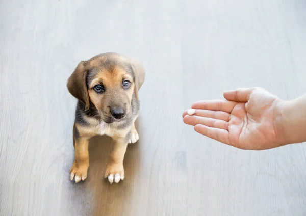 Die Hand Des Tierbesitzers Reicht Seinem Hund Eine Tablette — Stockfoto