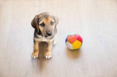 Top view köpeği evde topla oynuyor.