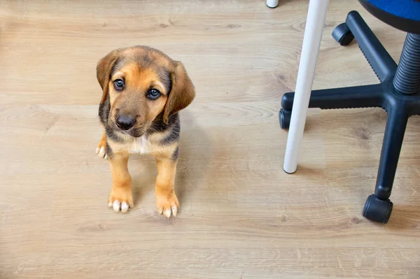 Sahibinin Ofisinde Canı Sıkılan Sevimli Bir Köpeğin Fotoğrafı — Stok fotoğraf