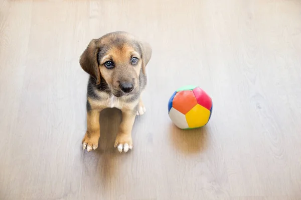 トップビュー犬は自宅でボールと遊ぶ — ストック写真