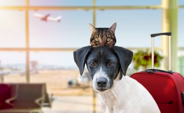 Tatil köpeği ve bir kedi havaalanı terminalinde bekliyorlar. Uçağa ya da uçağa binmeye hazırlar.