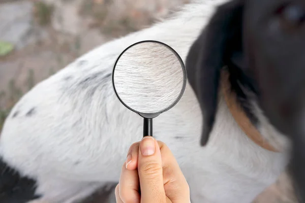 Close up of magnifying glass focusing on fleas on dog fur