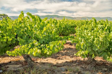 İtalya 'nın Umbria bölgesinde şarap üreten üzüm bağlarında sıra sıra şarap. Güneşli bir günde sanayi mahsulleri üretiliyor. Yazın üzüm bağları. Hasattan önce güzel yeşil bitkiler