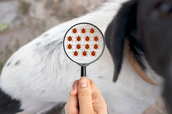 stock image Close up of magnifying glass focusing on fleas on animal fur