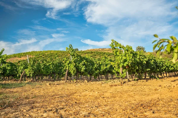 stock image Row of vineyards on a grape estate that produces wine in Italy. Wine industry crops on a sunny day.