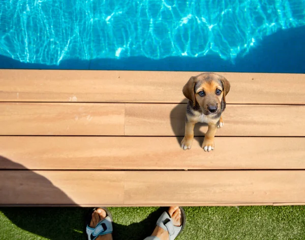 水泳プールの端にあるかわいい犬 夏の日 — ストック写真