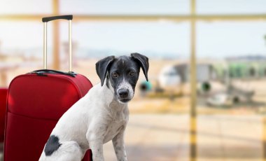 Tatil köpeği havaalanı terminalinde bekliyor. Uçağa ya da uçağa binmeye hazır.