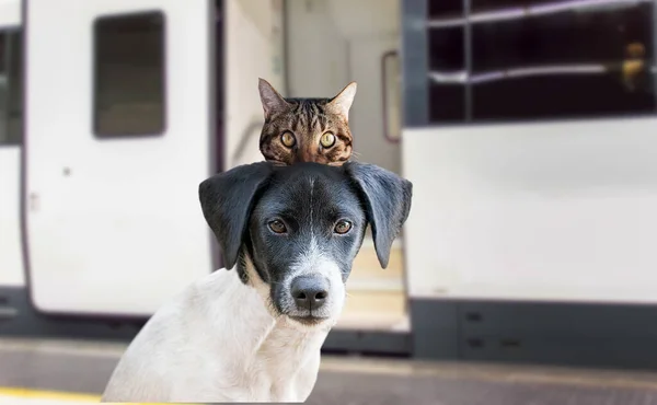 Wakacyjny Pies Kot Czekają Dworcu Kolejowym Gotowi Wsiadania Pociągu Bagażu — Zdjęcie stockowe