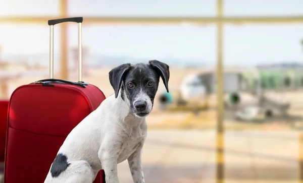 度假犬在机场候机楼等候 随时准备登机或登机门 行李或包包 — 图库照片