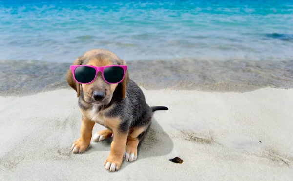 Ritratto Cane Giovane Con Occhiali Sole Sulla Spiaggia Tropicale — Foto Stock