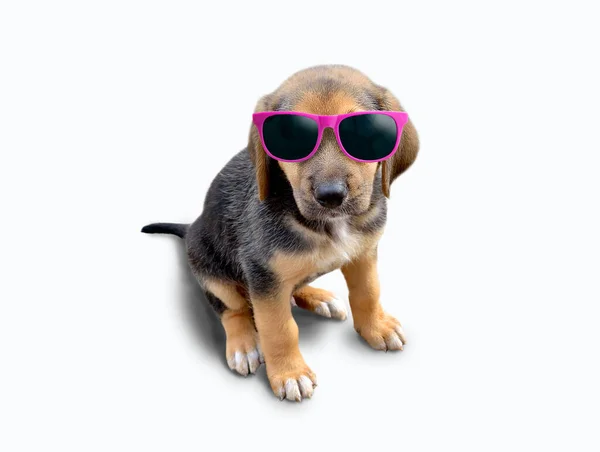 Retrato Perro Joven Con Gafas Sol Sobre Fondo Blanco —  Fotos de Stock