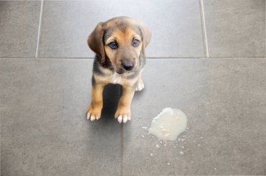 Dog vomit in the living room on the floor, sick dog vomitted to cure itself closeup clipart