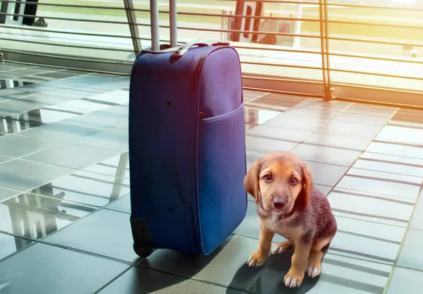 Tourist dog next to a suitcase at an airport