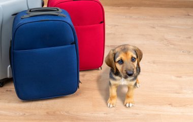 Dolu seyahat valizlerinde köpek bakıcılığı.