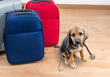 Yavru köpek ve steteskop evde. Bir grup bavulun yanında seyahat etmeye hazır bir köpek, seyahat sigortası konsepti. Hayvan sağlığı ve hayvan sağlığı konsepti