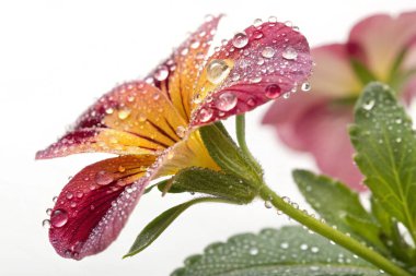 Borage (Borago officinalis) çiçeğinin aşırı gerçekçi bir makro fotoğrafı. Açık mavi yapraklar parlak su damlacıklarıyla kaplıdır. Çiçeğin merkezinde sarı erkek organlar ve koyu mor bir erkek organı bulunur.. 