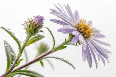 Borage (Borago officinalis) çiçeğinin aşırı gerçekçi bir makro fotoğrafı. Açık mavi yapraklar parlak su damlacıklarıyla kaplıdır. Çiçeğin merkezinde sarı erkek organlar ve koyu mor bir erkek organı bulunur.. 